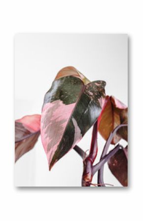 Pholodendron Pink Princess leaves on a white background, creative tropical plant concept, Philodendron Erubescens or Pink Princess