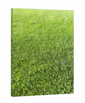 A newly seeded, fertilized and mowed lawn