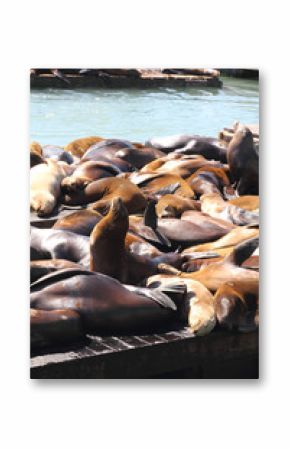 Sea lions at Pier 39, San Francisco