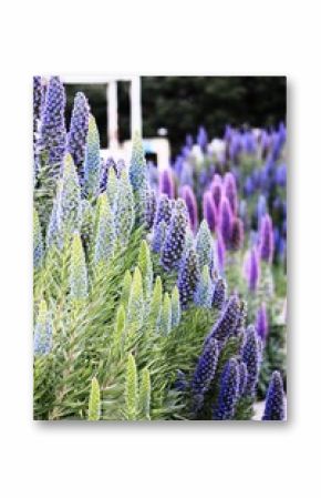 Blue Pride of Madeira (Echium fastuosum) California coastal wildflower blooms in the spring San Francisco, USA