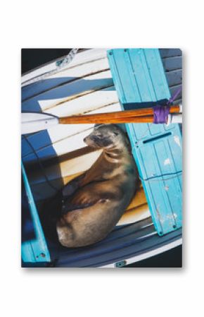 View of a sea lion seal sleeping in the boat in Santa Barbara marina, California, USA