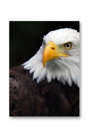 American Bald Eagle (Haliaeetus leucocephalus)