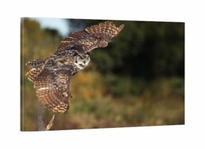 Great Horned Owl Taking Off