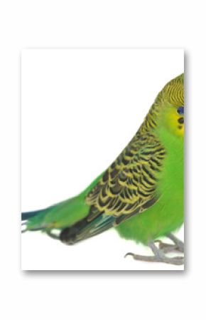 portrait of  budgerigar