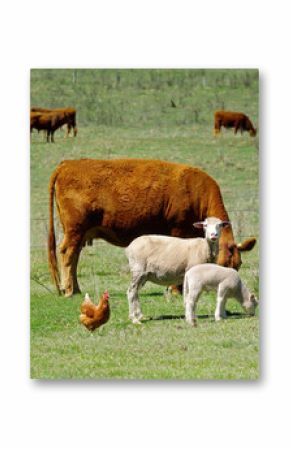 great image of sheep chickens and cows on the farm