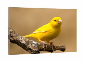 canari ( Serinus canaria )