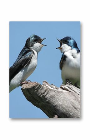 Pair of Tree Swallows on a stump