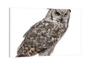 Great Horned Owl, Bubo Virginianus Subarcticus