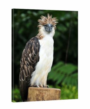 Philippine Eagle