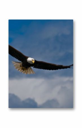 Bald eagle soaring