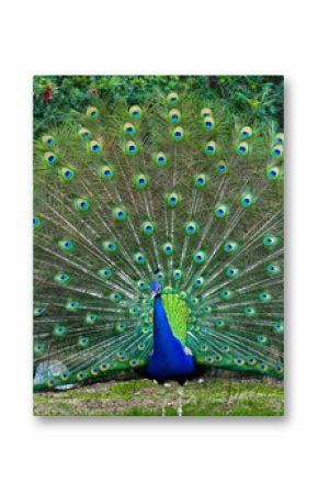 Peacock with fanned tail