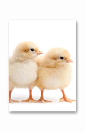 two young chicks isolated on white