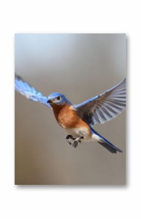 Bluebird In Flight