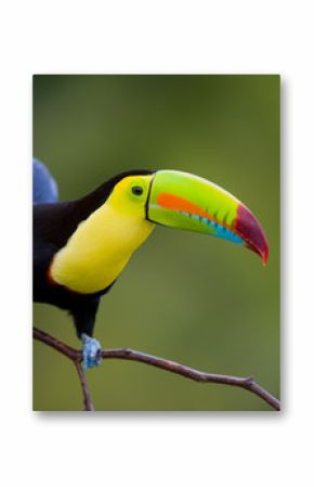 Keel Billed Toucan, from Central America.