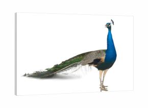 Male Indian Peafowl in front of white background