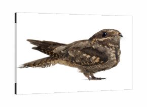 European Nightjar, or just Nightjar, Caprimulgus europaeus