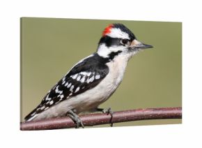 Male Downy Woodpecker (picoides pubescens)