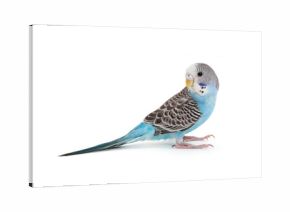blue budgie