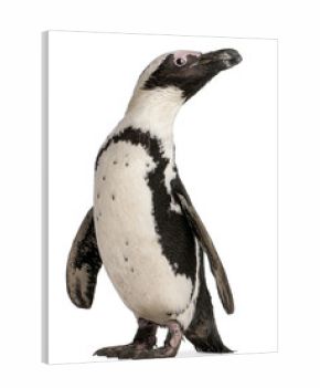 African Penguin, Spheniscus demersus, 10 years old,