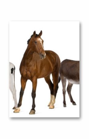 Variety of farm animals in front of white background