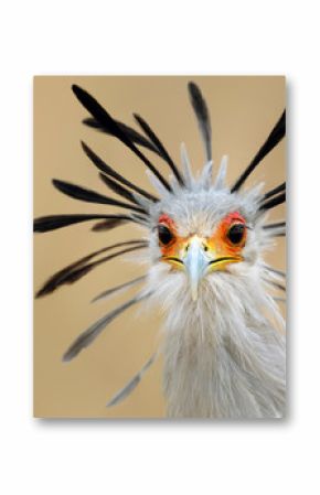 Secretary bird portrait