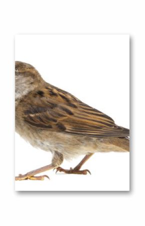 House Sparrow against white background