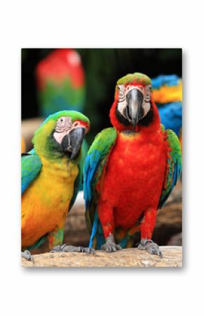 Couple Scarlet macaw and Blue-and-yellow macaw (Ara ararauna