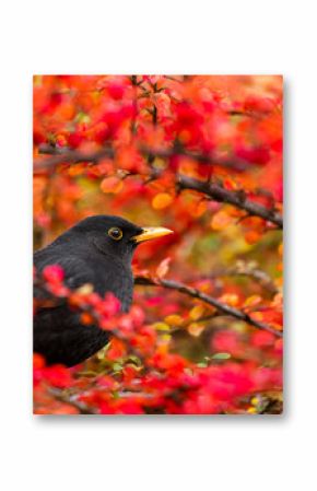 Common Blackbird (Turdus merula)