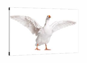 Domestic goose