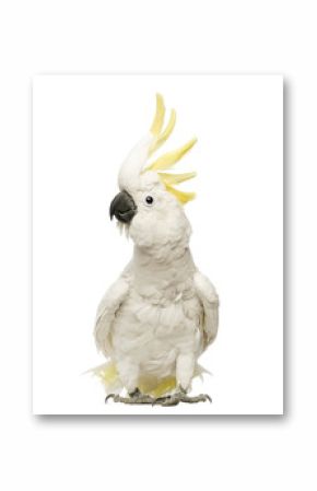 Sulphur-crested Cockatoo, Cacatua galerita, 30 years old
