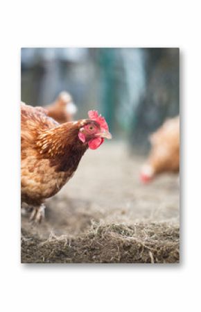 Closeup of a hen in a farmyard (Gallus gallus domesticus)