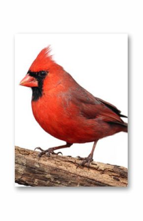 Isolated Cardinal On A Stump