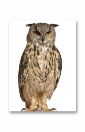 Eurasian Eagle-Owl, Bubo bubo, a species of eagle owl