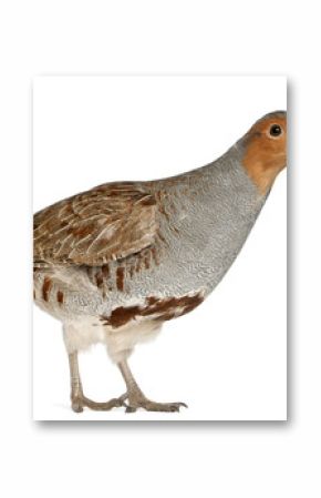 Portrait of Grey Partridge, Perdix perdix