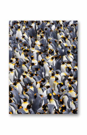 King penguin colony.