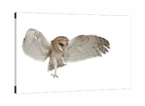 Barn Owl, Tyto alba, 4 months old
