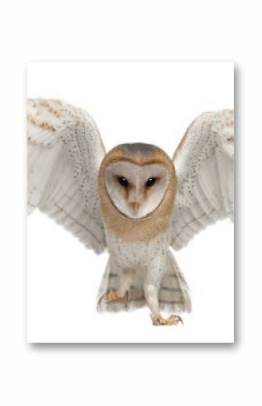 Barn Owl, Tyto alba, 4 months old