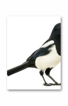 Side view of a Common Magpie, Pica pica, isolated on white