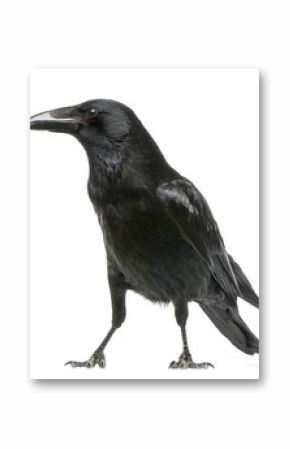 Side view of a Carrion Crow, Corvus corone, isolated on white