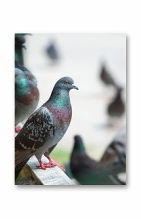 Pigeons