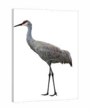 Sandhill Crane Bird