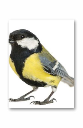 Male great tit, Parus major, isolated on white