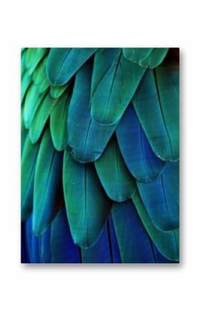 Macaw Feathers (Blue/Green)