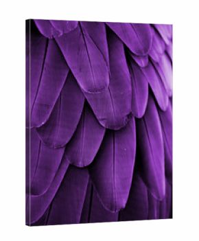 Violet Feathers