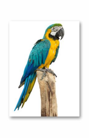 Beautyful macaw bird isolated on white background, clipping path