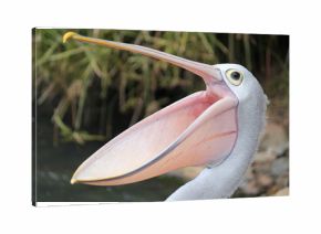 Happy pelican
