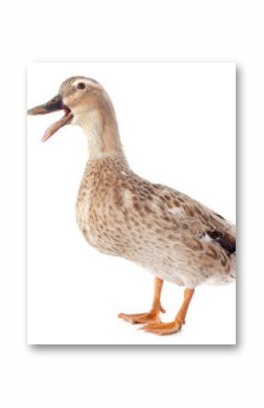 female duck