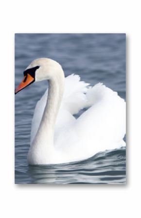 White swan in the water.