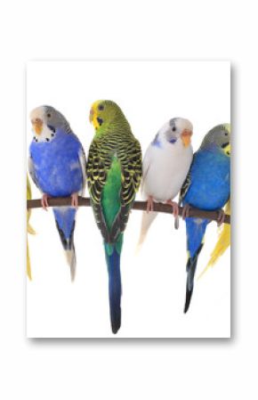 budgie