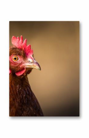 hen